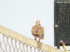 Streptopelia turtur