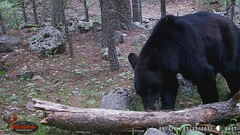 Ursus americanus machetes