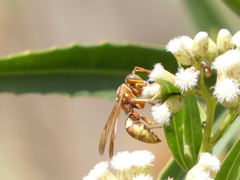 Polistes dorsalis californicus