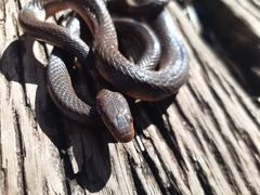 Lycodonomorphus rufulus