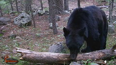 Ursus americanus machetes