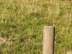 Sympetrum striolatum
