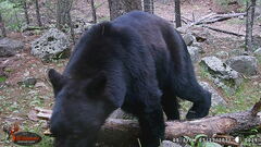 Ursus americanus machetes