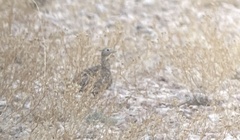 Pterocles orientalis