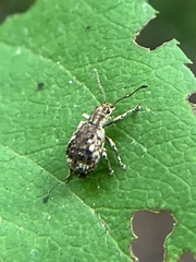 Pseudoedophrys hilleri