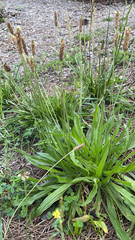 Plantago lanceolata