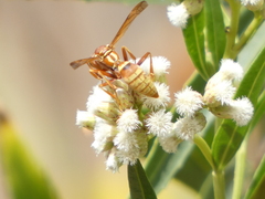 Polistes dorsalis californicus