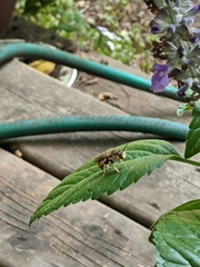 Anthidium manicatum