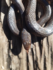 Lycodonomorphus rufulus