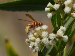 Polistes dorsalis californicus