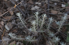 Helichrysum stoechas