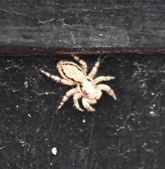 Menemerus bivittatus