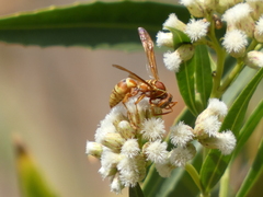 Polistes dorsalis californicus