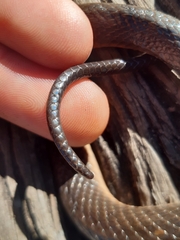 Lycodonomorphus rufulus