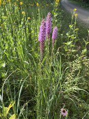 Liatris