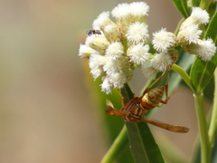 Polistes dorsalis californicus