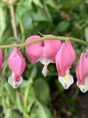 Lamprocapnos spectabilis