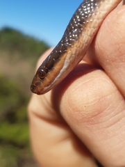 Lycodonomorphus rufulus