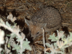 Hemiechinus auritus
