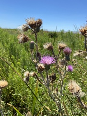 Cirsium hydrophilum hydrophilum