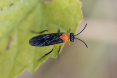 Argidae