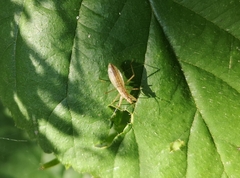 Nabis limbatus