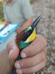 Merops apiaster