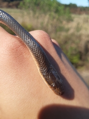 Lycodonomorphus rufulus