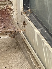 Latrodectus geometricus