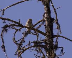 Glaucidium gnoma