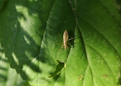 Nabis limbatus