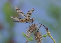 Celithemis eponina