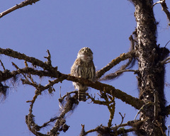 Glaucidium gnoma