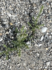 Salsola kali