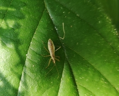 Nabis limbatus