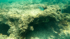 Abudefduf sexfasciatus