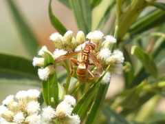 Polistes dorsalis californicus