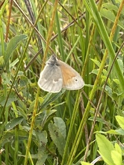 Coenonympha california