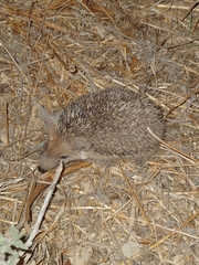 Hemiechinus auritus