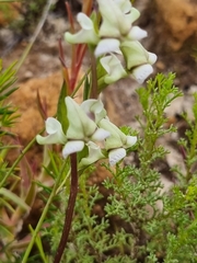 Disperis circumflexa aemula