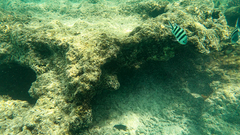 Abudefduf sexfasciatus