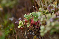 Vaccinium vitis-idaea