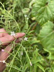 Epilobium coloratum