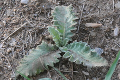 Verbascum sinuatum
