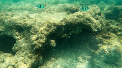 Abudefduf sexfasciatus