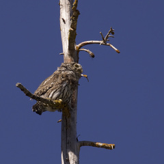 Glaucidium gnoma