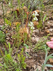 Disperis circumflexa aemula