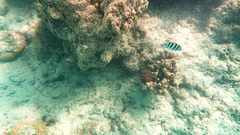 Abudefduf sexfasciatus