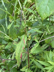 Epilobium coloratum