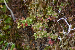 Vaccinium vitis-idaea